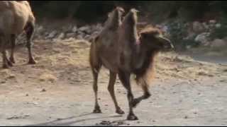 Bactrian camel [upl. by Ajax]