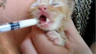 Cute Baby Kittens 12 weeks [upl. by Branen]