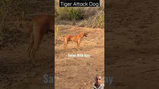 Tiger 🐯 attack in dog 🐕safari tiger in Jungle youtubeshorts shorts [upl. by Alfy]