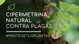 Cipermetrina natural para controlar las plagas de las plantas [upl. by Lennad955]