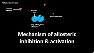 Mechanism of allosteric inhibition and activation [upl. by Bettzel]