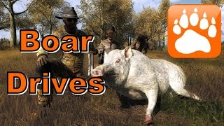 Wild Boar Drives w Friends  theHunter Classic 2017 [upl. by Mellitz]