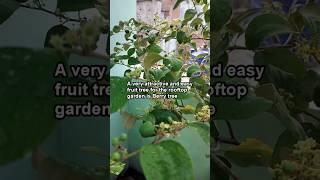 ছাদ বাগানে ডাল ভেঙে ফল পাবেন এই কুল গাছ থেকে  Grow Berry tree in pot successfully care  fertilize [upl. by Colier]