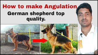 How to make my German shepherd angulation dog [upl. by Yajet539]