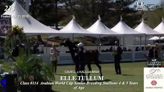 N 215 ELLE TULLUM Arabian Breeders World Cup Emirates AHGC AWC Senior Breeding Stallions 4 5 Yea [upl. by Nurse]