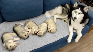 The Cutest Husky Puppies My Dogs are Fleeing From Puppies [upl. by Alyl]