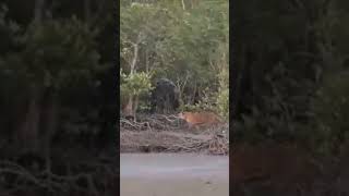 Roar of Bengal tiger  Sundarban [upl. by Eetsim]