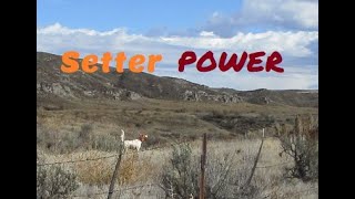 377 Yards  Wyoming Upland amp English Setters [upl. by Walczak358]