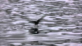 Wilsons petrels eating gentoo penguin fat Antarctica [upl. by Ellerrehc796]