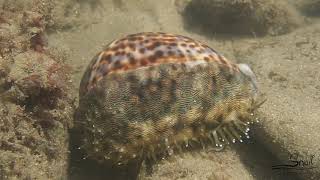 Cypraea tigris  Tiger Cowry [upl. by Nisa]