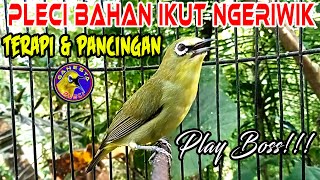 Burung Pleci Ngeriwik Gacor merangsang Pleci Bahan ikut Ngeriwik Sampai Buka paruh terapipleci [upl. by Yssenhguahs]