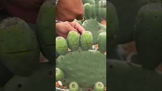 Cactus farming 🪴shortsfeed shorts viralshorts [upl. by Bentlee]