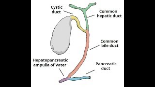 biliary treebiliary tractpathway of bile in bangla [upl. by Doloritas]