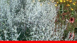 16 Silver Foliage Plants To Brighten Your Landscape 🛋️ [upl. by Douglass]