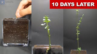 Growing CHICK PEA Time Lapse  10 Days [upl. by Ardnola]