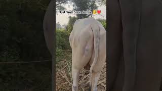 Get Well Soon Sonya 🥺❤️ trending दिवाळी2023 bull royalशेतकरी cow viralvideo animals शेतकरी [upl. by Nodroj13]