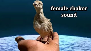 female chakor sound in 4k hd birds  صدای کبک مادہ [upl. by Darrin640]