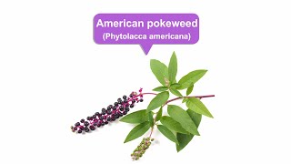 Freedom extreme cleansing purging banishingAmerican Pokeweed [upl. by Yboc]