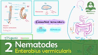 Enterobius vermicularis [upl. by Ainitsirhc396]