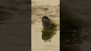 This fish breathes air naturepbs spyintheocean mudfish fish animalshorts [upl. by Magnien]