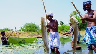 Fish Catching and Cooking  Viral Meen Kulambu  Snakehead Murrel Fish Curry Recipe  Village Food [upl. by Naaitsirhc]