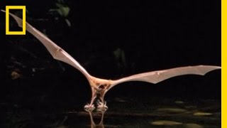 Catfish vs Bat  National Geographic [upl. by Glynias]