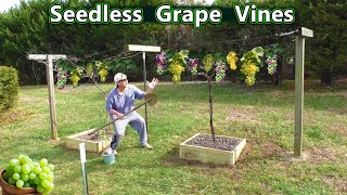 Seedless Grape Vines Himrod Variety [upl. by Veda]