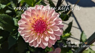 Dahlia garden  San Francisco CA [upl. by Akirdnahs]