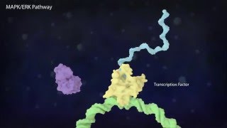 yjzvisualscom 3D Molecular Animation  MAPKERK Pathway [upl. by Aidan]