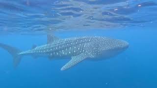 Whale Shark Swim Ningaloo Reef [upl. by Gilba]