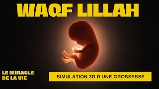 ► Le miracle de la vie simulation 3D dune grossesse [upl. by Atilrak985]