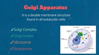 Golgi complex structure composition and functionscell biology [upl. by Tunk414]