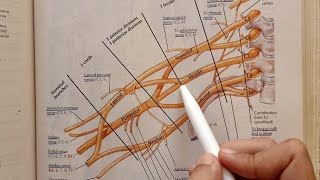 Brachial Plexus [upl. by Nwahsat]