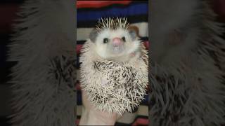 🤗Ёжик Фырыч  наш новый житель Cute hedgehog ezhikafro funnyvideo hedgehog hedgehogs animals [upl. by Trilbi631]