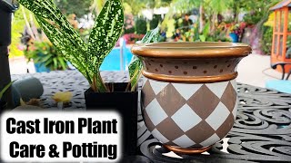 Cast Iron Plant Care amp Potting  Aspidistra Easy Houseplant [upl. by Ermin]