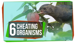 6 Organisms That Cheat the System [upl. by Kcirtemed]