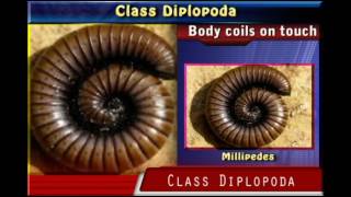 Class DIPLOPODA [upl. by Ahsilef719]