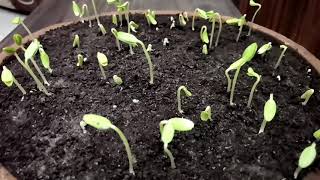 Seed germination Process part 1 Time Lapse Photography [upl. by Hayyikaz]