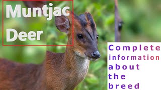 Muntjac Deer Pros and Cons Price How to choose Facts Care History [upl. by Azeel]