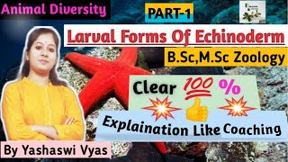 Forms Of Echinodermata LarvaPart1Larva Of EchinodermsBscMScZoology [upl. by Elenahc770]