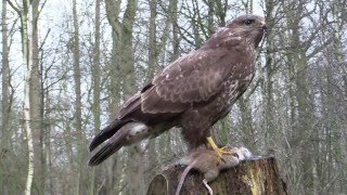 buizerd met smakelijk hapje [upl. by Colman550]