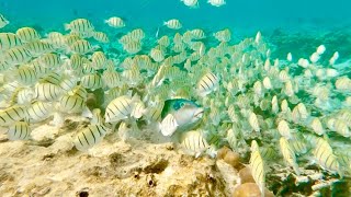 Vilamendhoo Maldives Snorkel House Reef Final Part [upl. by Rech]