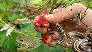 hunt and catch fly frog bug dragonfly grasshopper spider caterpillar snake [upl. by Sung489]