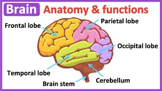 Brain anatomy amp function 🧠 Easy science learning video [upl. by Fielding609]