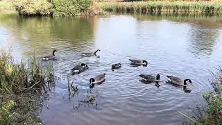 Geese at Smorrall Lane pool’s Bedworth Warwickshire October 24 [upl. by Davida378]