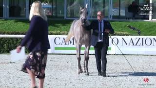 N 10 MERISIEL ROZA ANICA National Championship 2024 Yearling Fillies Section B Class 1 B [upl. by Pironi712]