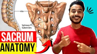 sacrum anatomy  anatomy of sacrum bone  sacrum features and attachments [upl. by Iohk]