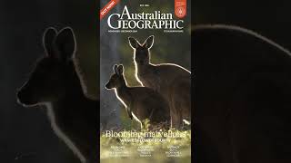 Watch a Western Grey Kangaroo Play Among Western Australias Wildflowers [upl. by Deacon]