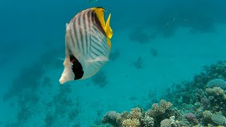 Snorkeling in Makadi Bay Egypt 2020 [upl. by Navanod]