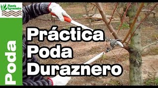 ✂️PODA del 🍑 DURAZNERO y planificación y el cómo hacerlo en el campo  Parte 2 de 2 [upl. by Roseline]